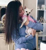 She is accompanied by a cute Chihuahua in her home.